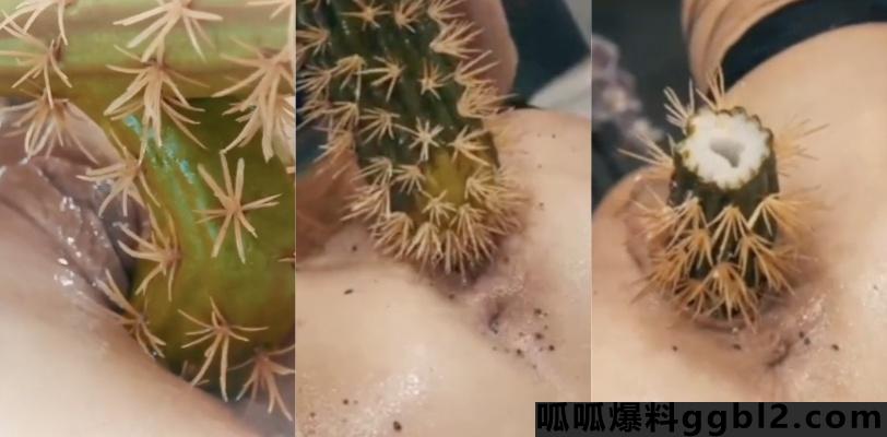 真他妈暴力!国外小仙女用仙人掌塞逼是真的狠!镜头实拍记录片段流出 惊呆了! thumbnail